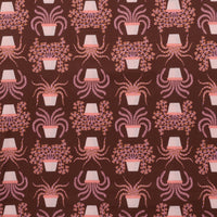 Ruby Star - Cotton - Calathea - Houseplant - Cocoa