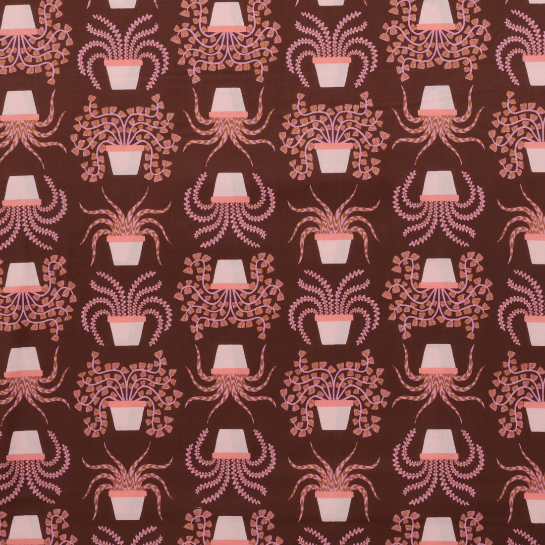 Ruby Star - Cotton - Calathea - Houseplant - Cocoa