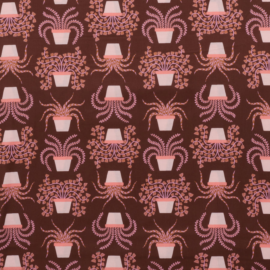 Ruby Star - Cotton - Calathea - Houseplant - Cocoa