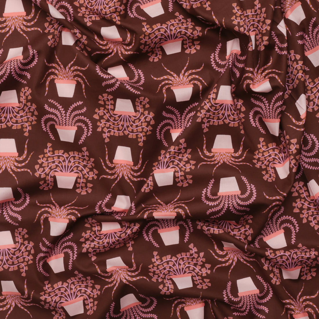 Ruby Star - Cotton - Calathea - Houseplant - Cocoa