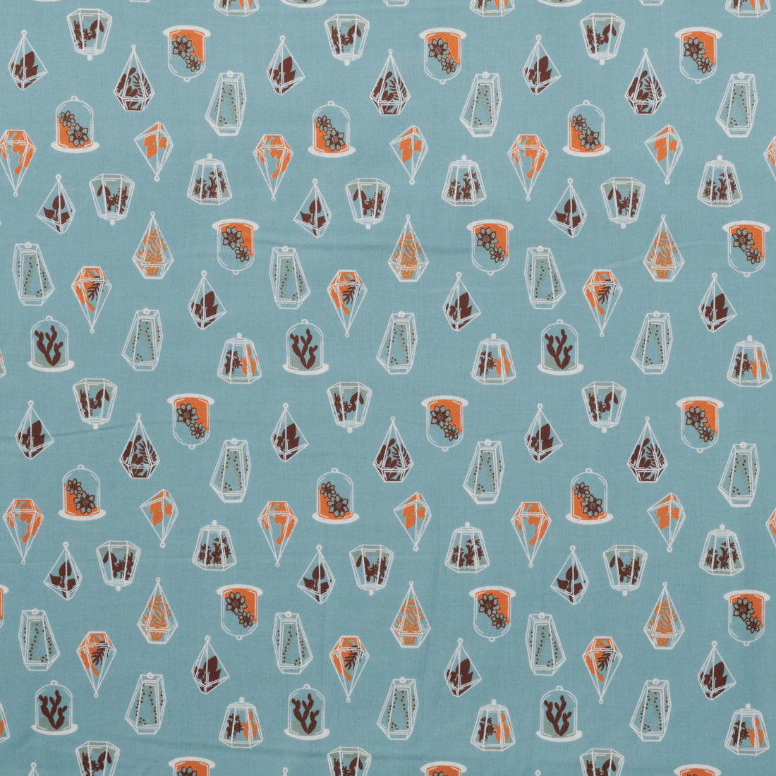 Ruby Star - Cotton - Calathea - Terrarium  - Soft Blue