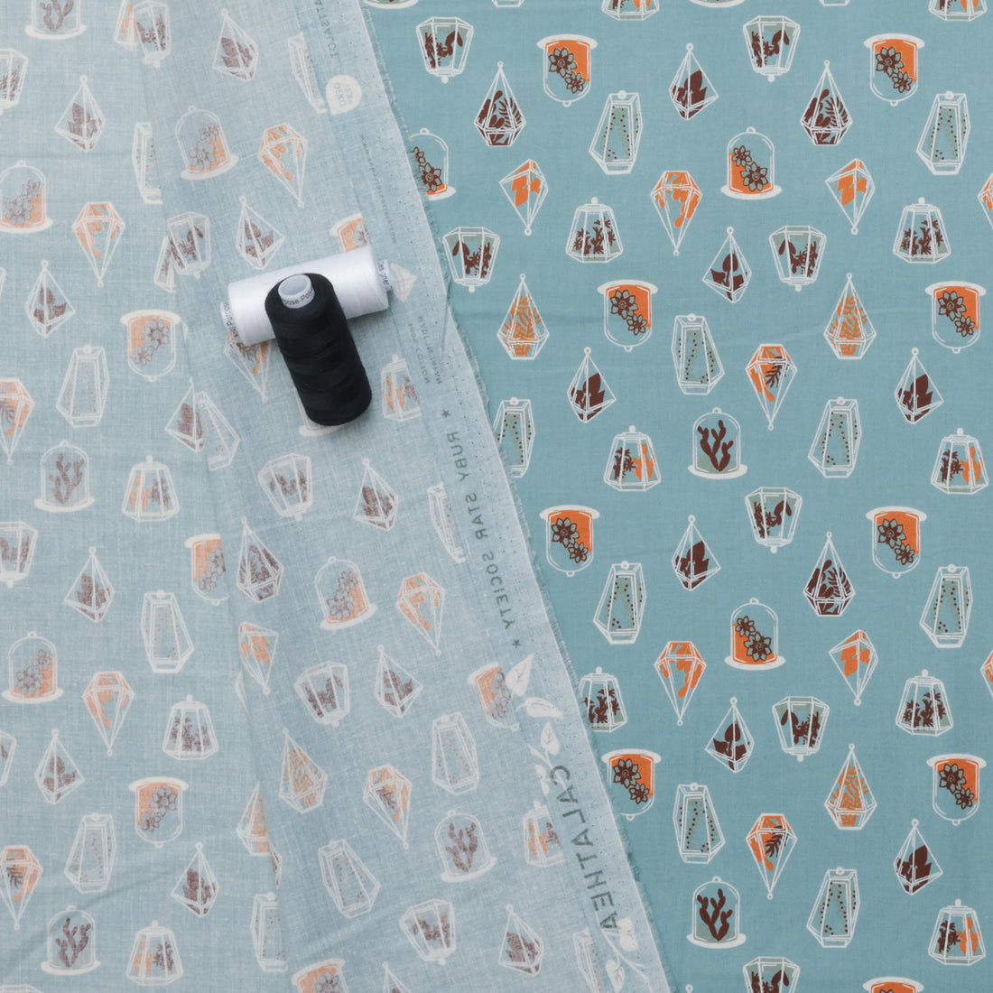 Ruby Star - Cotton - Calathea - Terrarium  - Soft Blue